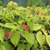 Epimedium grandiflorum 